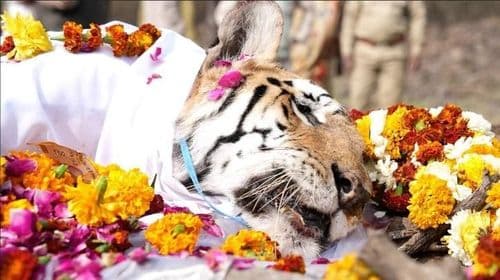 मध्य प्रदेशातल्या पेंच व्याघ्रप्रकल्पातल्या २९ पिलांच्या 'कॉलरवाली' सुपरमॉमचे निधन!!