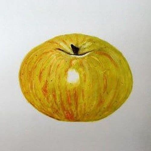 ७. तालियाफेरो सफरचंद (TALIAFERRO APPLE)