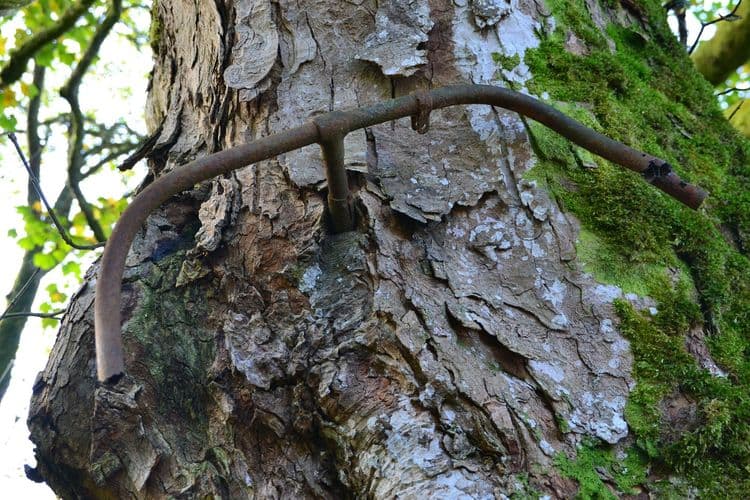 आता आम्ही तुम्हांला या झाडात अडकलेल्या सायकलीची खरी कथा सांगतो..