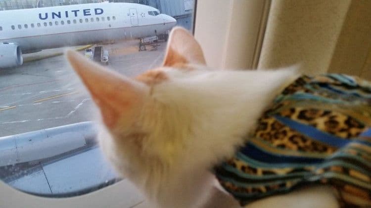 १३. ‘हॅमलेट’ सर्वात जास्त प्रवास करणारी मांजर होती. हेमलेट एका विमानाच्या पॅनलमध्ये आढळली होती. जेव्हा तिची सुटका करण्यात अली तोपर्यंत तिने ६ लाख किलोमीटरचा प्रवास केला होता.