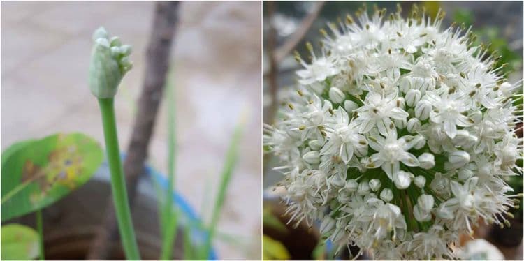 ३. कांदा