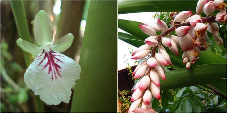 ८. वेलदोडा