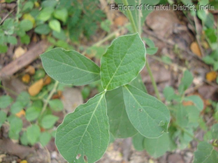 ९. अपामार्ग - आघाड्याची पानं (Achyranthes aspera)