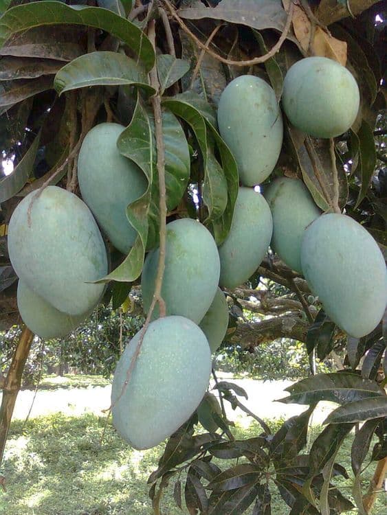 ९. पंजाब