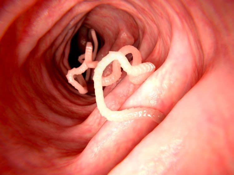 ८. किडा गिळणे