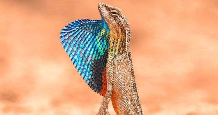 ६. पंख्यासारख्या गळ्याचा सरडा