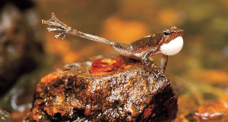 ८. फुट-फ्लॅगिंग फ्रॉग