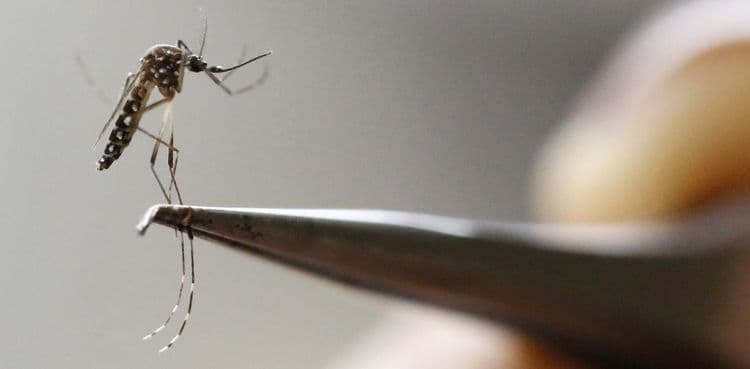 डास नष्ट कसे होतील याचं उत्तर मिळवण्या अगोदर हे जाणून घेऊया की डास नष्ट कसे करता येतील.