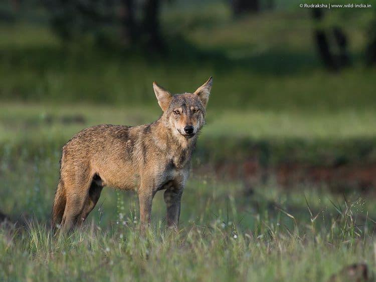 अनाथाश्रमात त्याला एक नाव देण्यात आलं – दिना शनिचर.