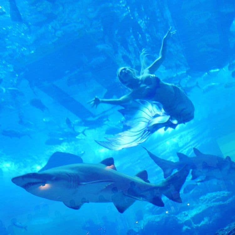 १०. दुबईतल्या जलपरीचा शो