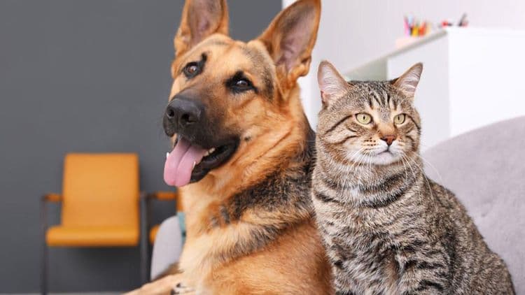 १. कुत्रा किंवा मांजरासारख्या पाळीव प्राण्यांना कोरोनाची बाधा होऊ शकते का?