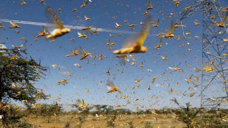 Global Swarming आणि भारतावरचं भयानक संकट