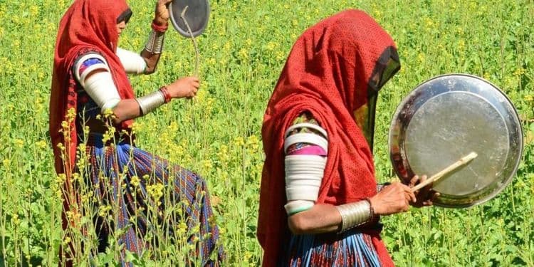 टोळधाडीचं नियंत्रण