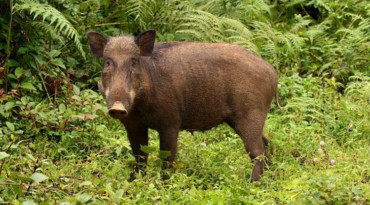 ३. रानडुक्कर मारण्यासाठी स्फोटकांचा वापर