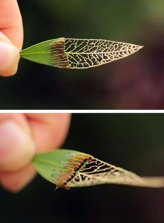 १०. सांगाडा