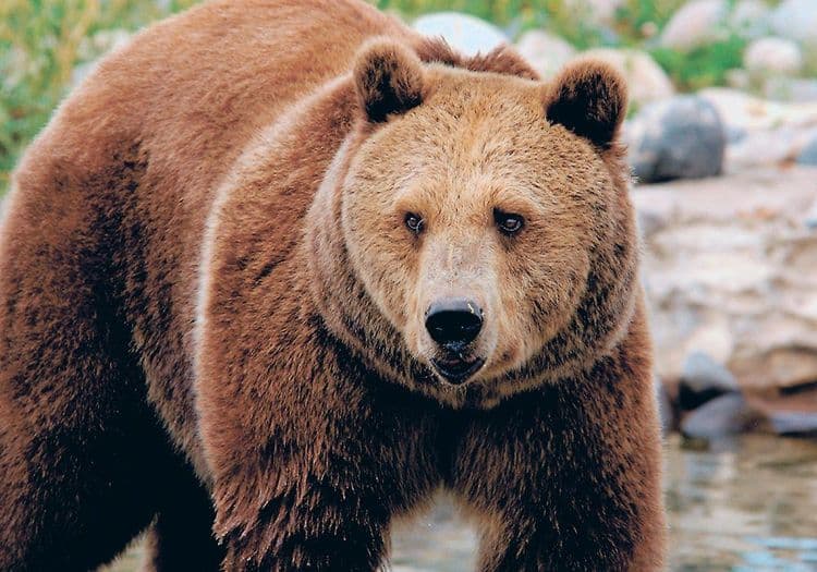 ४. अस्वल - ३ महिने