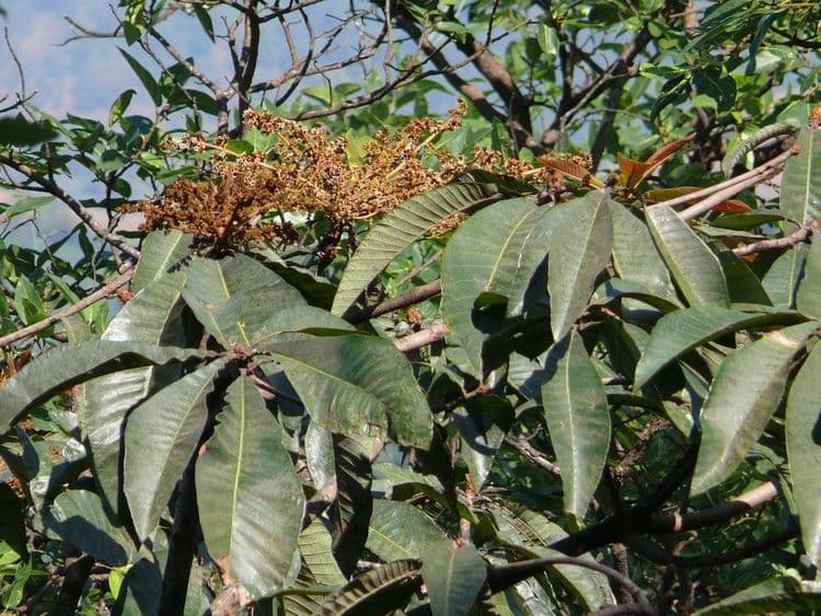 रानबिब्बा -