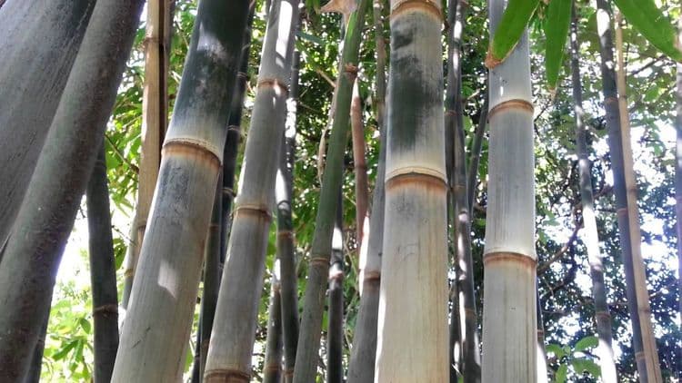 २. ब्रँडीसी