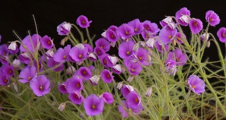 बायब्लिस (इंद्रधनुषी वनस्पती)