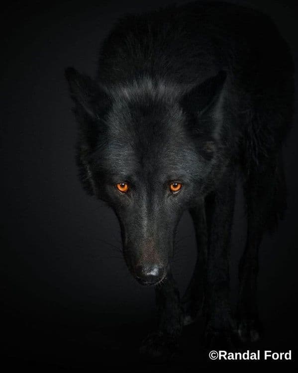 मी अकेला, मोगलीचा खास !