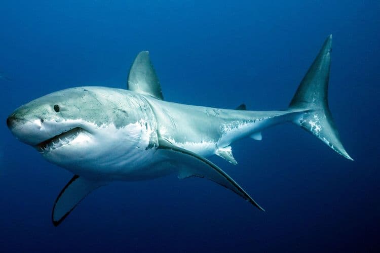 १०) Great white shark (शार्क) :-