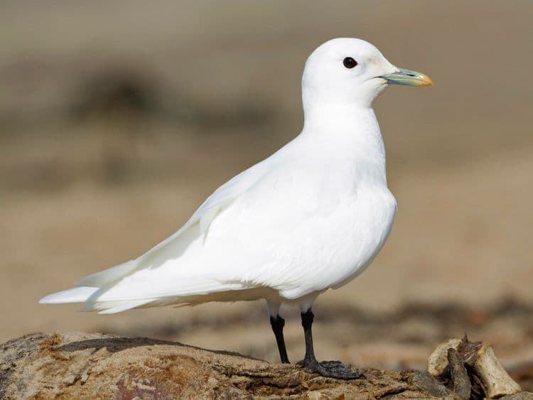 ११) Ivory Gull (आयव्हरी गल) :-