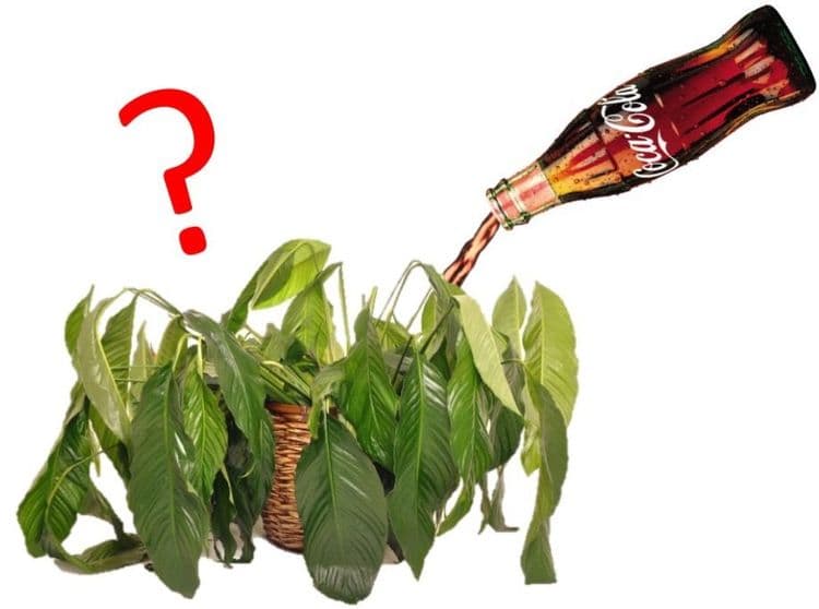 ७. बागेतील हिरवळ ताजी हिरवीगार व टवटवीत दिसण्यासाठी त्याच्यावर कोक ओता.