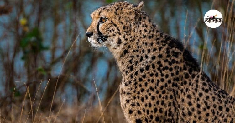 १. चित्ता