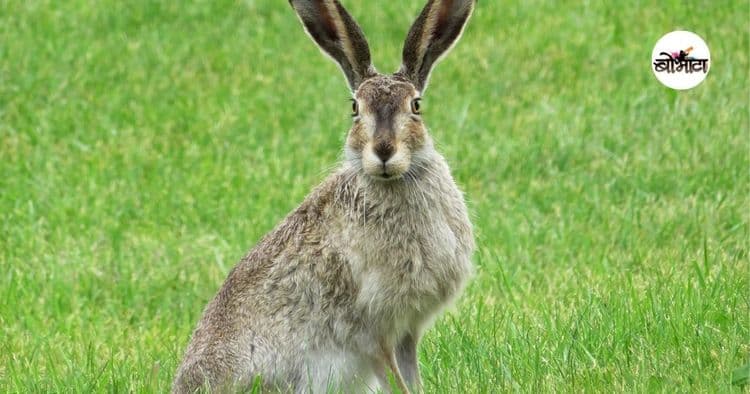 ७. ससा (hare)