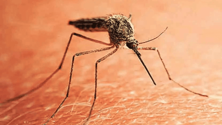 डेंग्यू तापाची लक्षणे