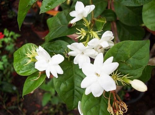 १. मालती - मोगऱ्याची पानं (Jasminum sambac)