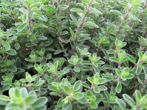 १७. मरु - मरव्याची पानं (Mojorana hortensis)