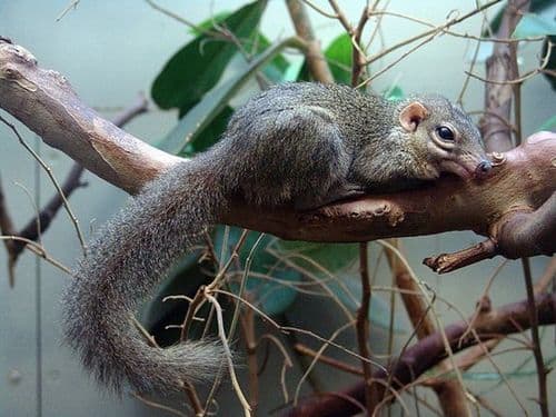 १०. झाडावरची चुचुंद्री (Tree Shrew)