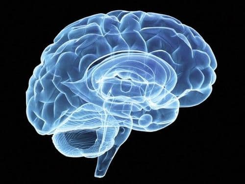 ३. मेंदू तजेलदार राहतो.