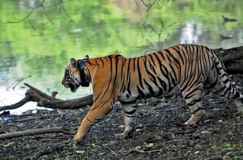 वाघाचा प्रवास कसा टिपण्यात आला ?