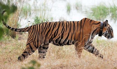 C1 वाघाच्या प्रवासातून काय दिसून येतं ?