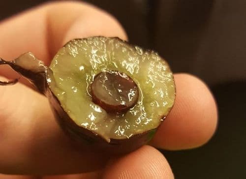 २. अंड्याच्या आत अंडं - भाग २