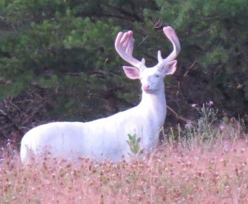 ४. अल्बिनो आजाराने ग्रस्त असलेलं हरीण.