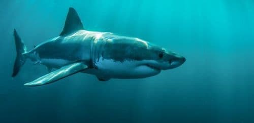 ३. ग्रेट व्हाईट शार्क - ३ महिने