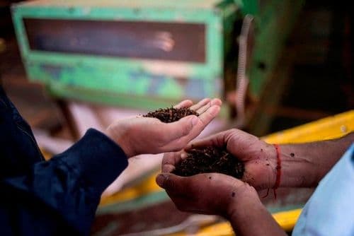 १. सुरवात आपली चहापत्ती कशी बनते यापासून करू.