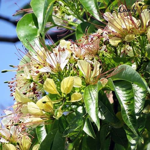 वायवर्णा -