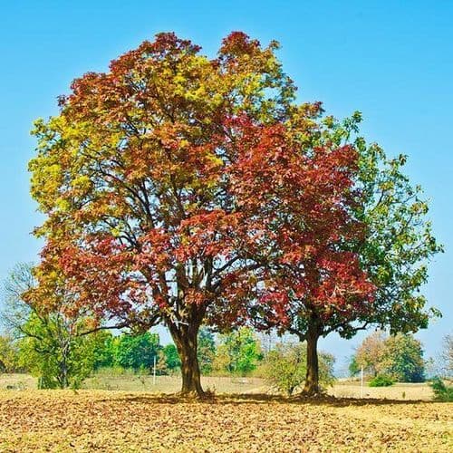 कुसूंब -