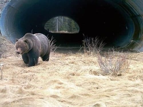 १५. कॅनडा