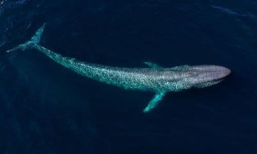 १५) Blue whale ( निळा देवमासा ) :-