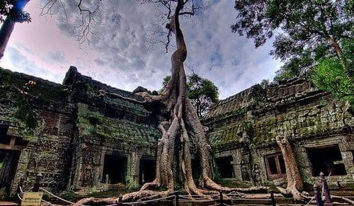 ४) ता प्रोह्म ट्री, कंबोडिया –