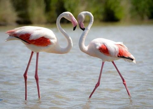 ६. फ्लेमिंगोचे गुडघे मागे वाकत नाहीत!