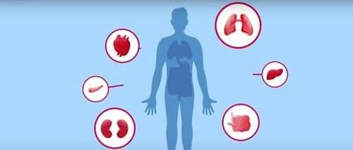 अवयव प्रदाते म्हणजेच डोनर दोन प्रकारचे असतात